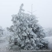 IMG_5540r.jpg