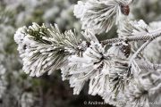 IMG_5546r.jpg