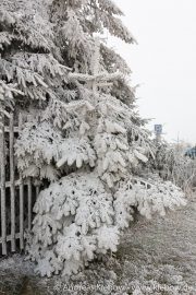 IMG_5551r.jpg