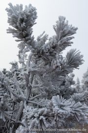 IMG_5570r.jpg