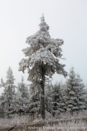 IMG_5573r.jpg