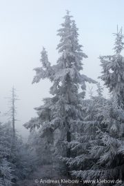 IMG_5575r.jpg